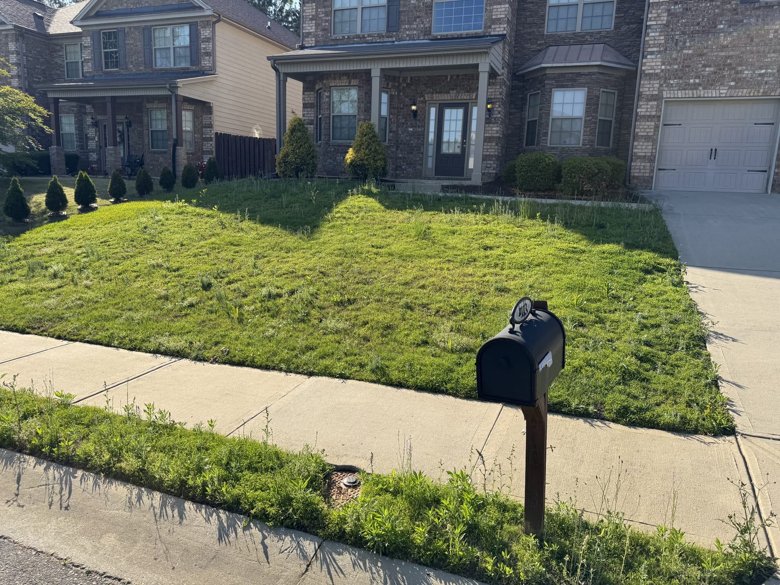 Overgrown to Manicured Lawn — before